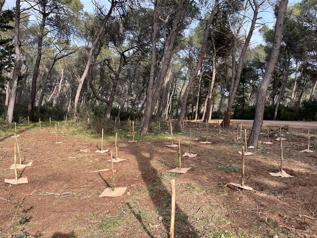 Specie vegetali resilienti introdotte